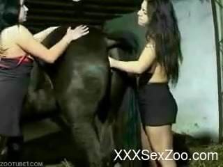 Severe horse porn with brunettes in need for zoo action