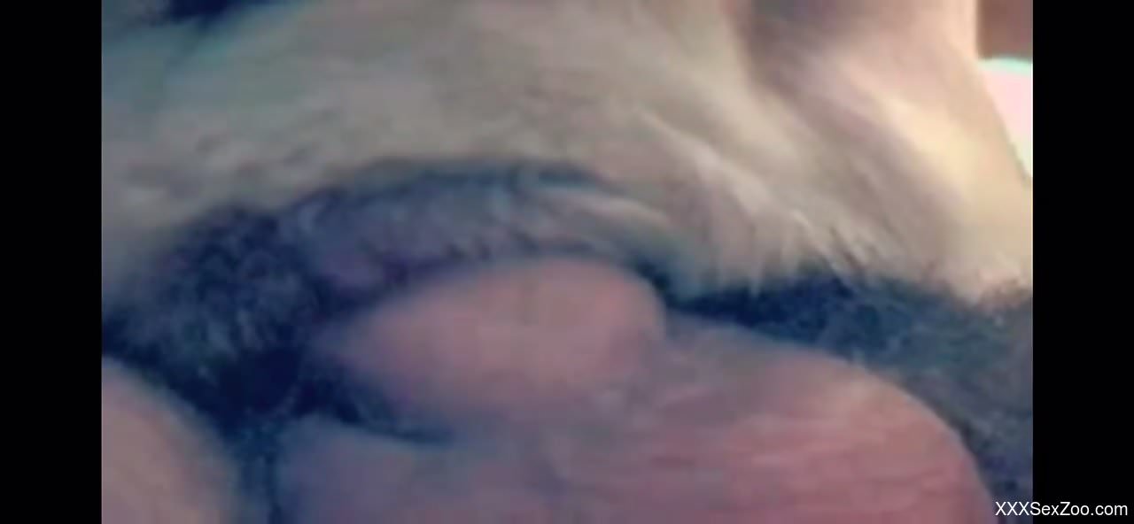 Dude is happy to fuck a submissive animal on camera