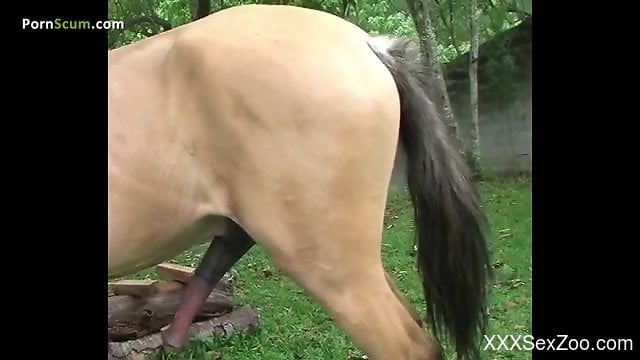 Bodacious brunette sucking on a stallion's big dick