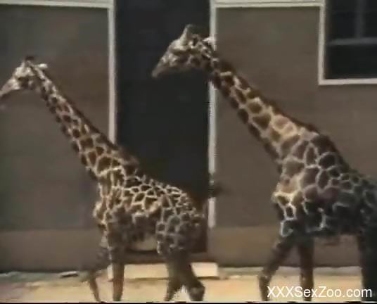 Compilation of the hottest animals just fucking