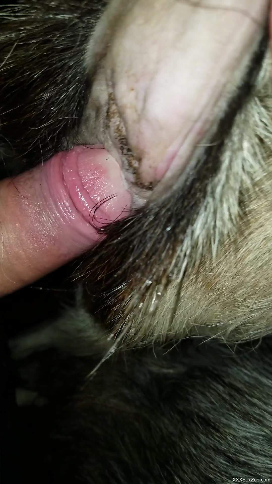 Hot animal pussy stretched by a beast dick here