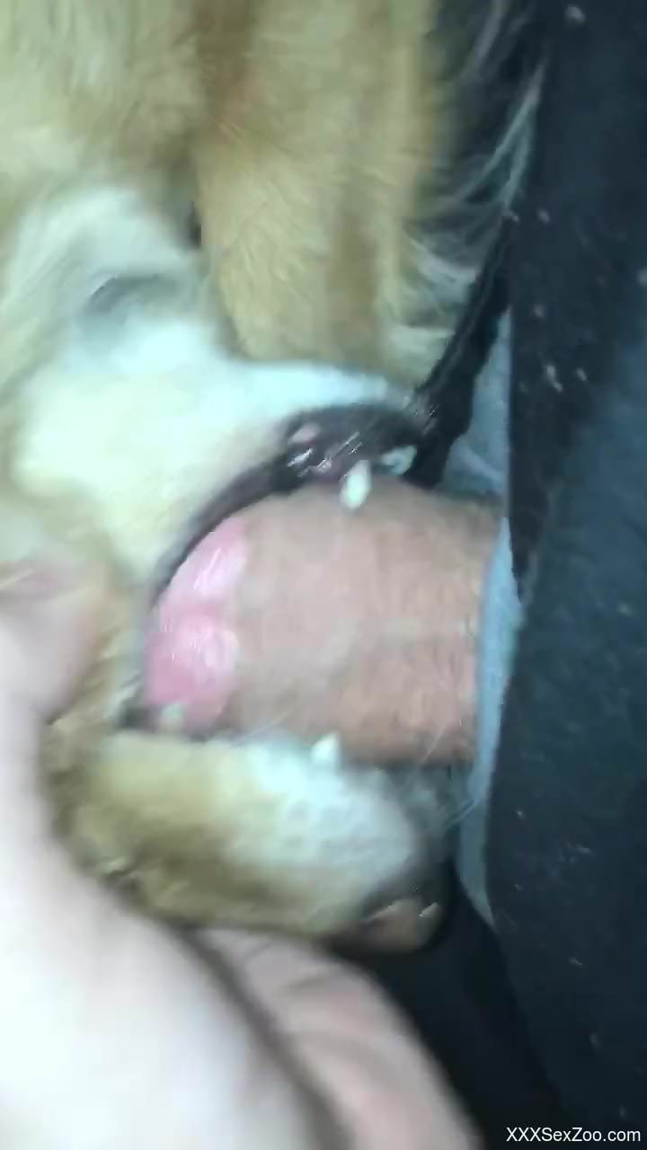 Dog getting fucked orally by a real meaty member