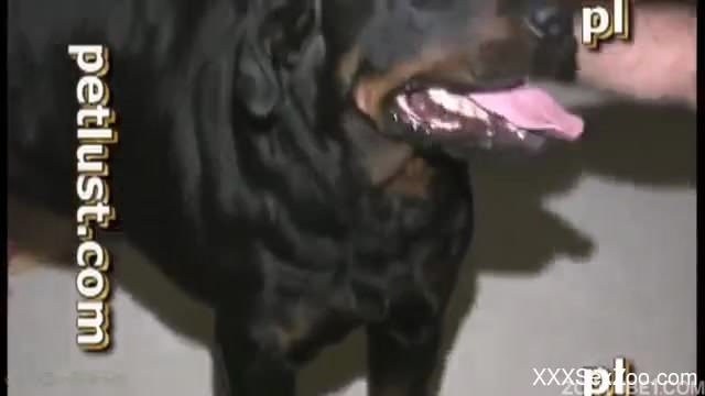 Gorgeous dog bestiality action with a really huge animal cock