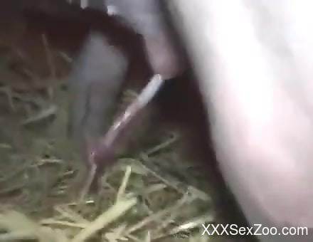 Stockings-clad blonde getting drilled by a sexy pig