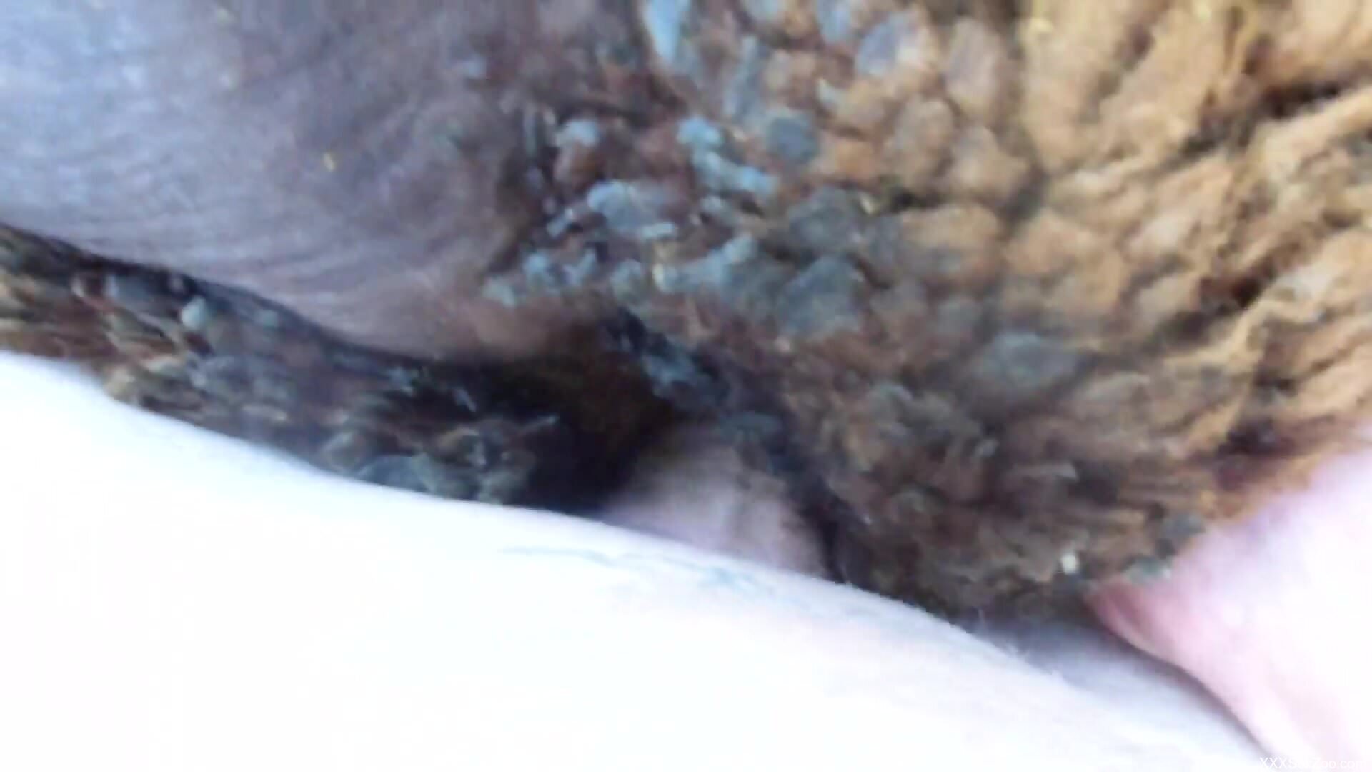 Guy blows a load happily after fucking a beast