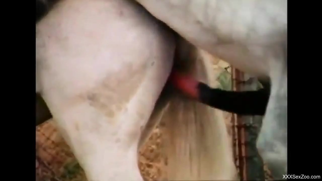 Stallion with a thick cock gaping a horny mare