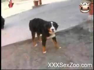 Blonde wife enjoys the dog for zoophilia foreplay