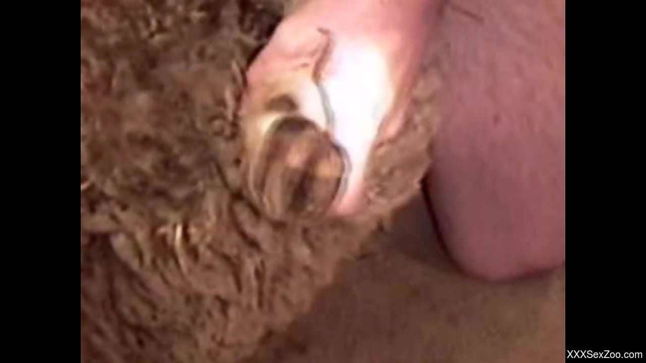 Dominant dude fucking a very sexy sheep on camera