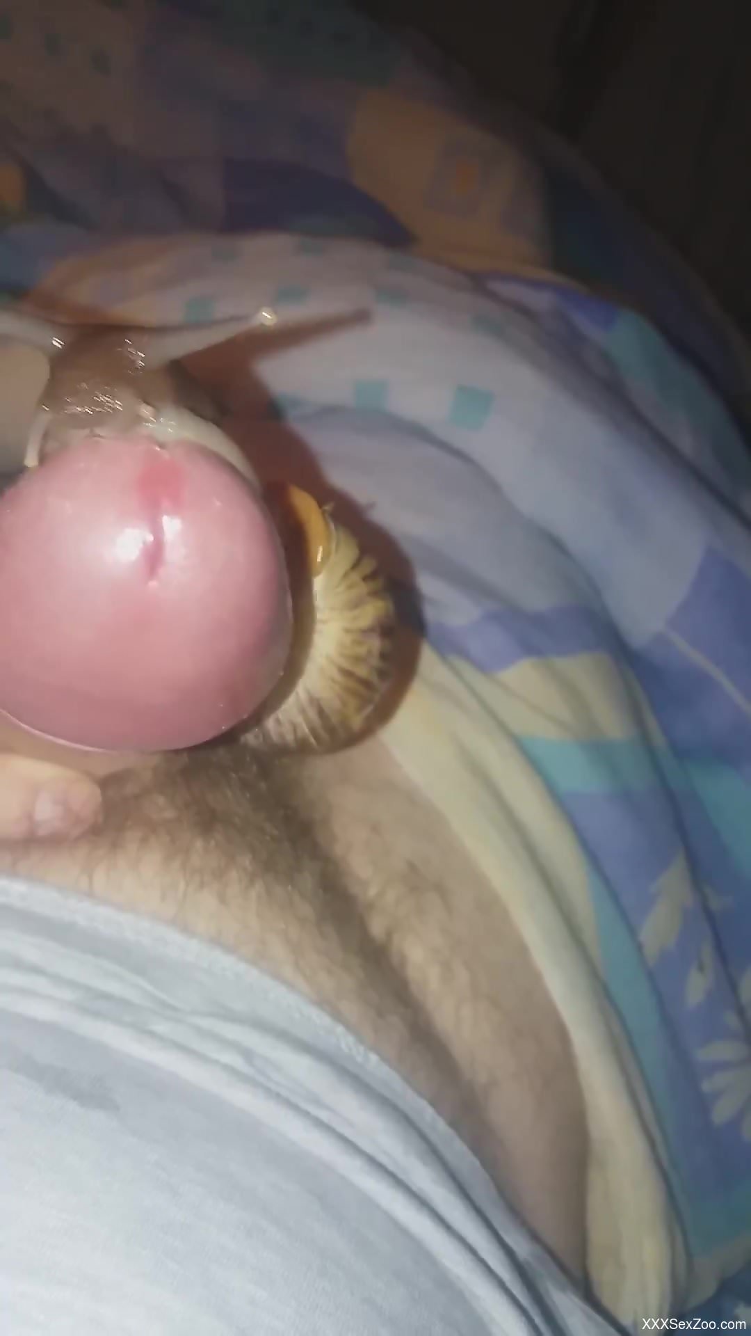 Dude leaking pre-cum while snails slither on his cock