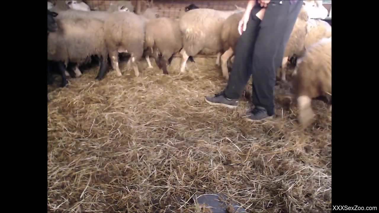 Horny dude in purple fingering sheep in the barn