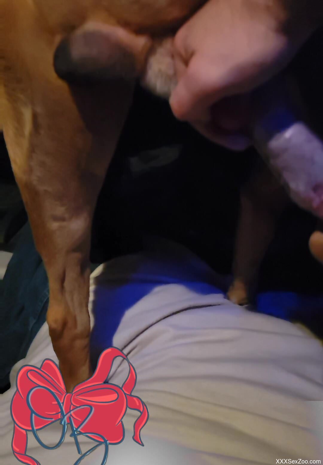 Naked woman loudly tries dog dick in the pussy for unique pleasure