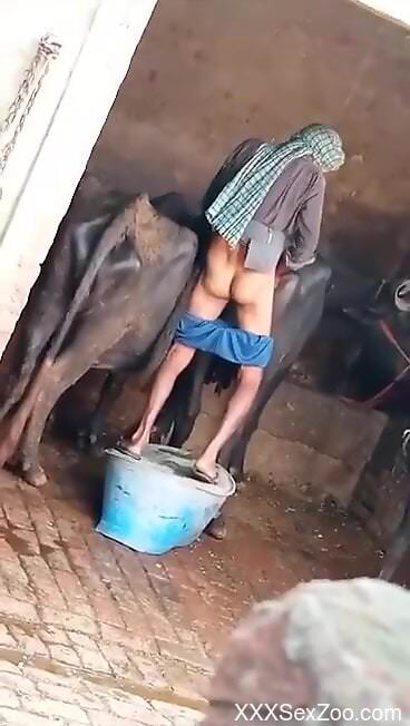Farmer fucks cow in the pussy while being filmed in great scenes