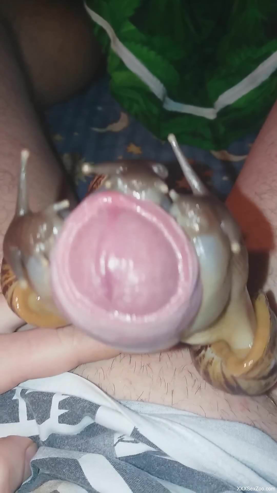 Snails cover a guy's uncut dick in fresh goo