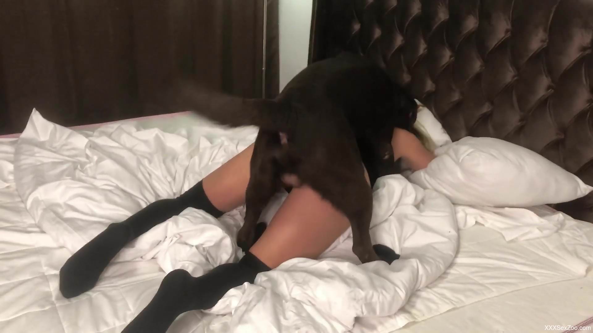 Blond-haired beauty getting power-fucked by a dog