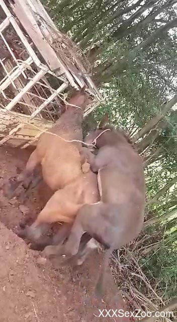 Two animals explore sexual delights while outdoors