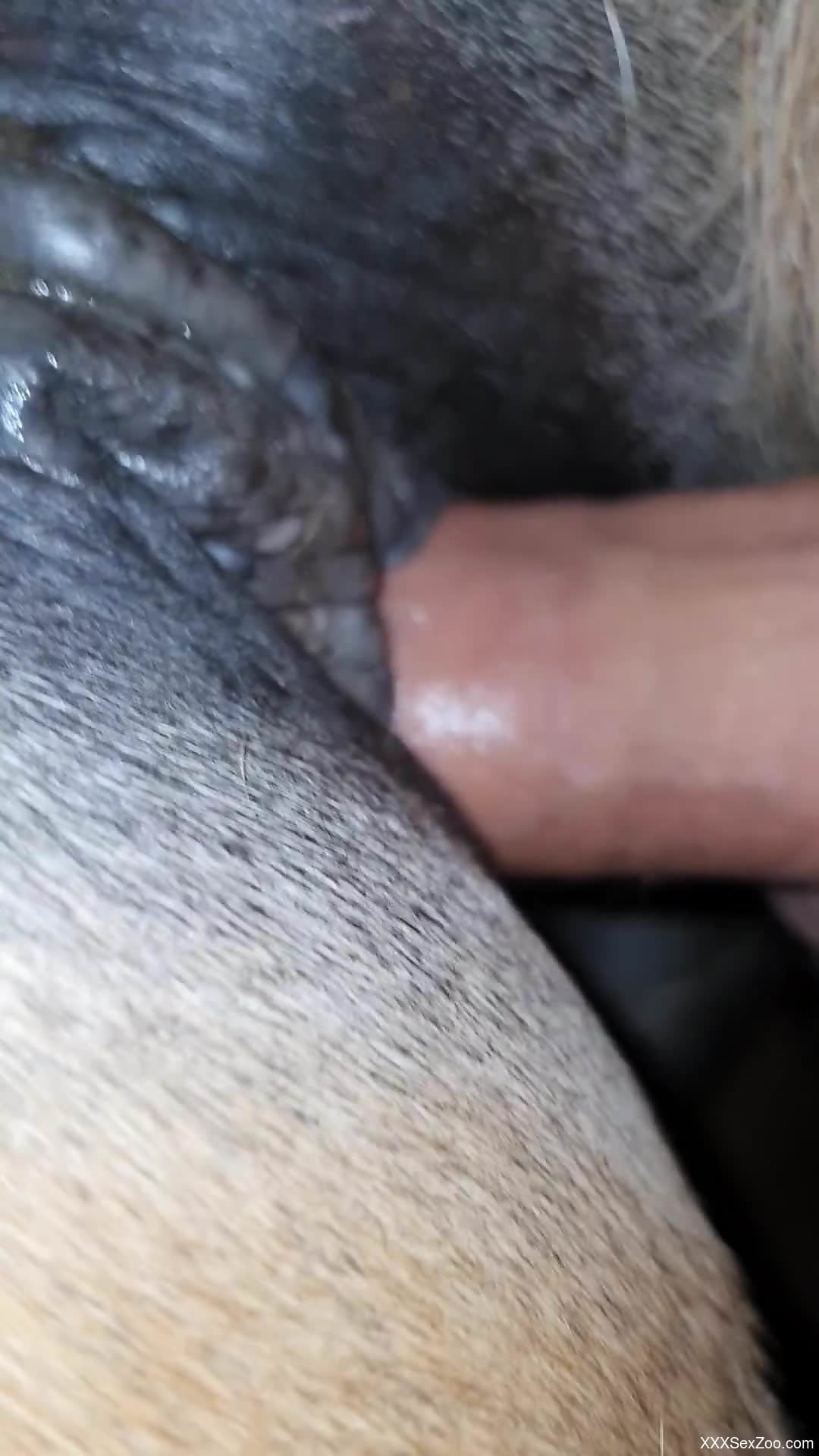 Dude fucks a mare with a sexy butt-plug in HD
