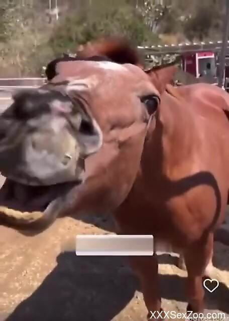 Horse seems curious about licking this man's dick