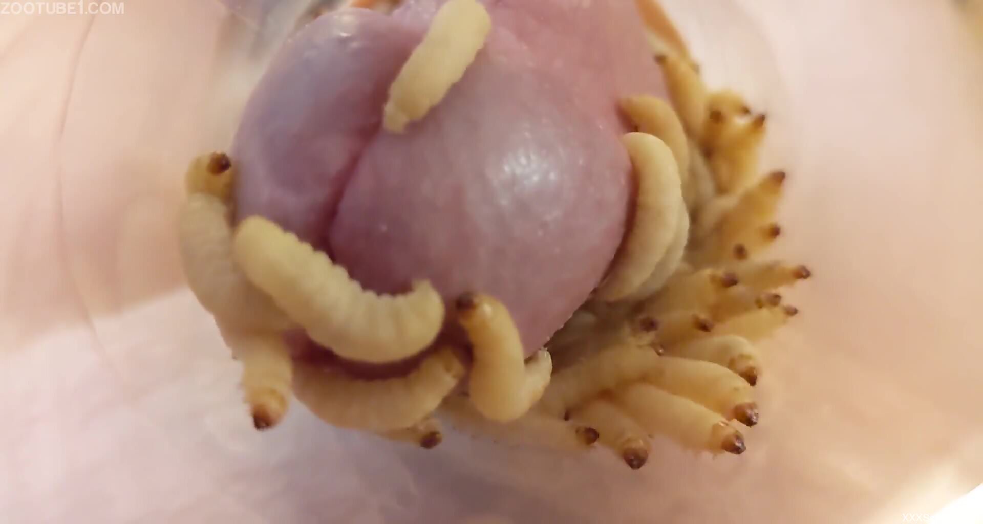 Man jerks off with worms covering his erect penis