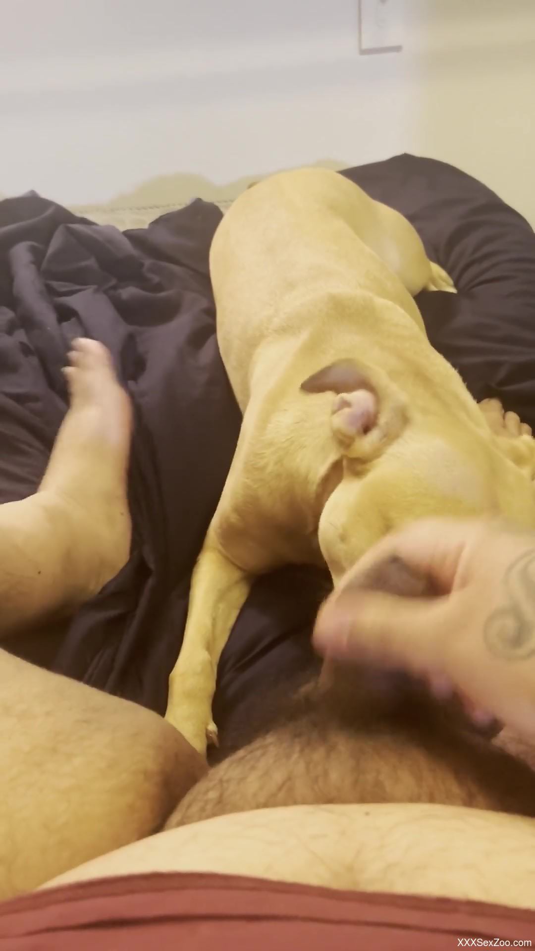 Dude wants this dog to suck on deez nuts in POV