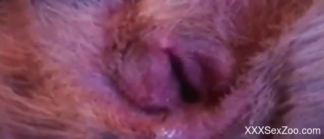 Hot pussy getting banged in a zoophile online video