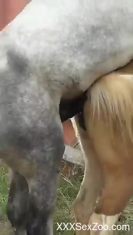 Huge stallion cock is going to ruin that pussy