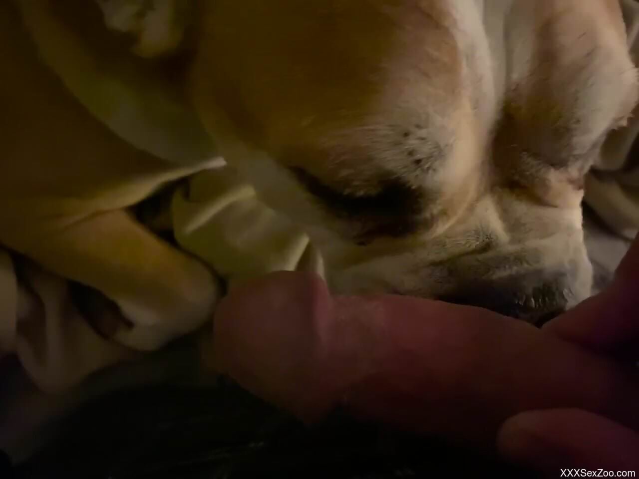 POV cock licking from a sexy beast that sucks