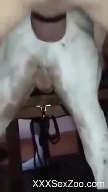 Horny man tries anal sex with a furry white animal
