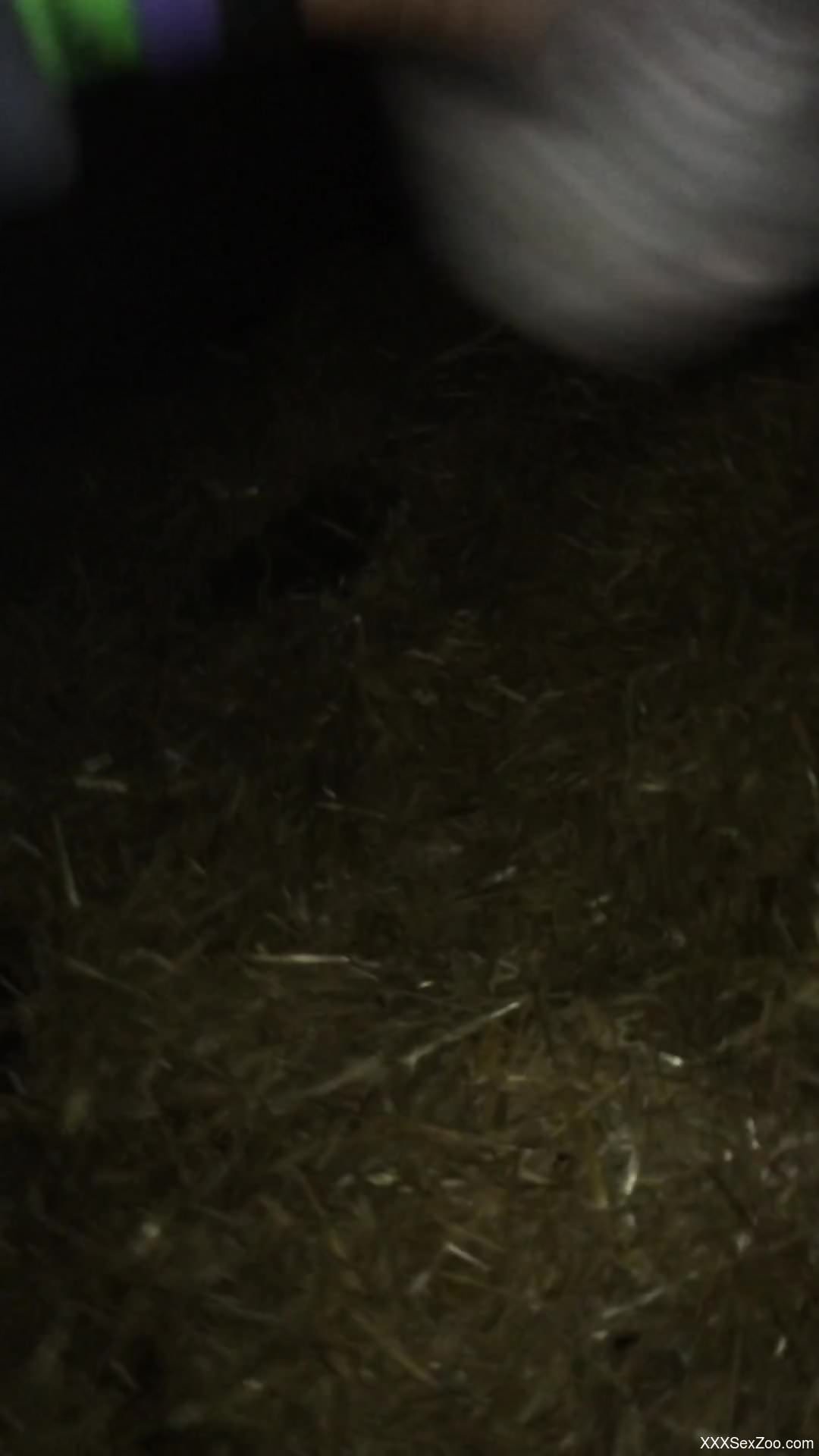 Hot horse cock getting jerked in a free online video