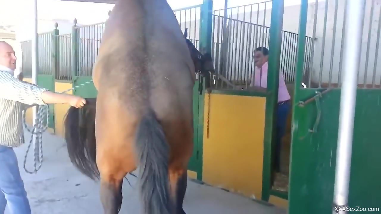 Horse boner used for pleasure in a mare porn vid