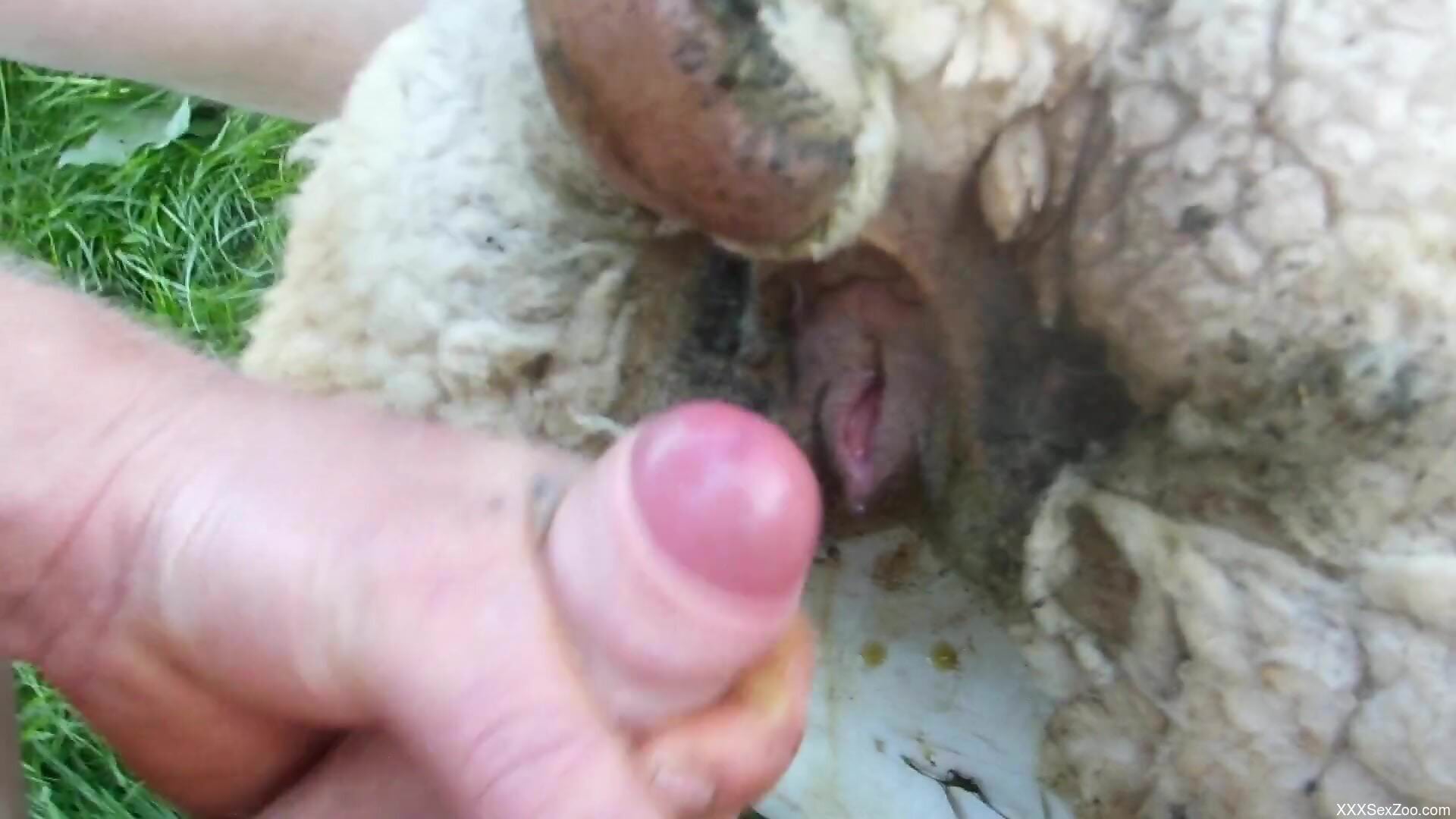 Guy is going to fuck a sheep and enjoy a cumshot