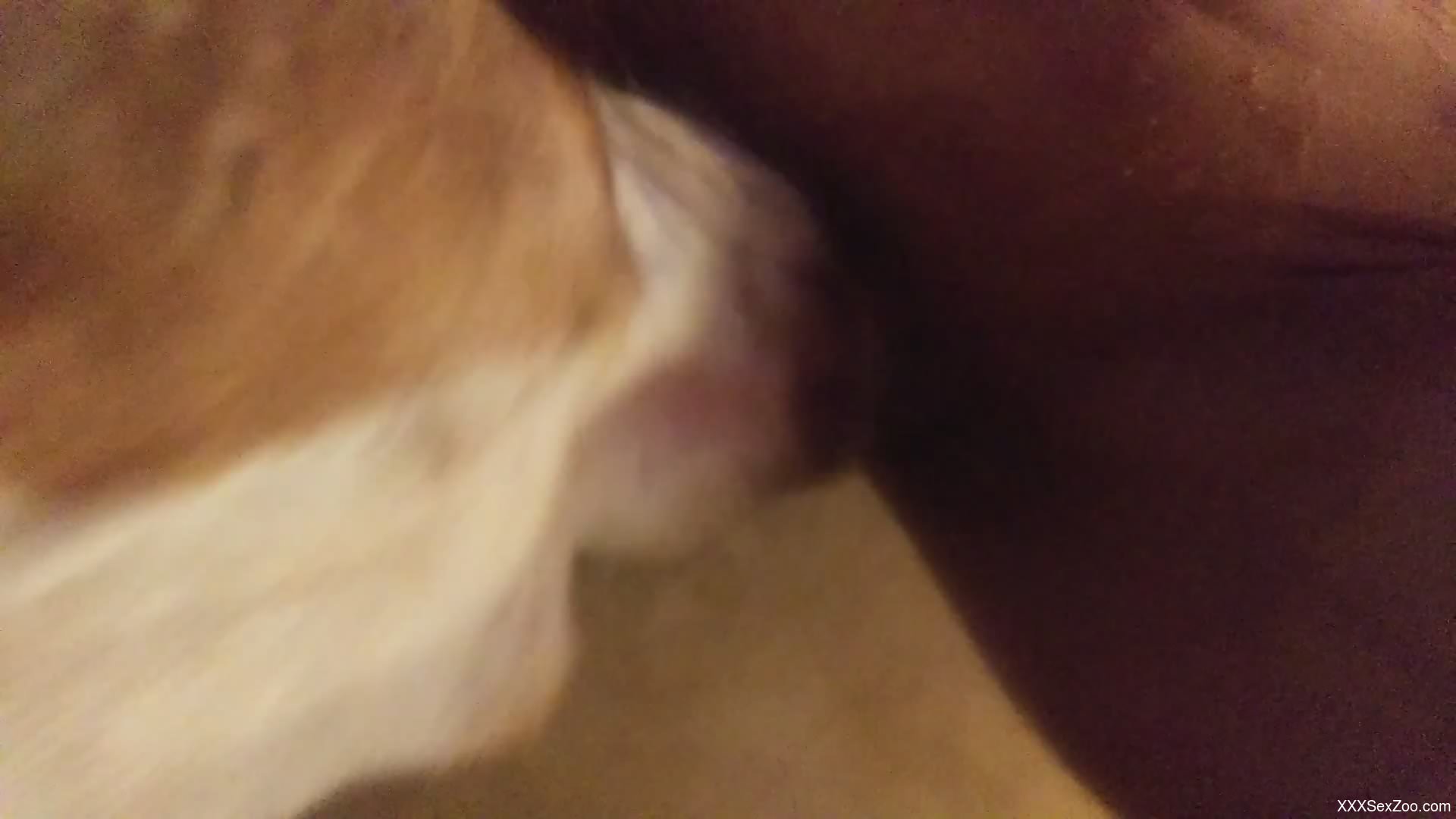 Chick rides a fake cock and gets licked by a dog