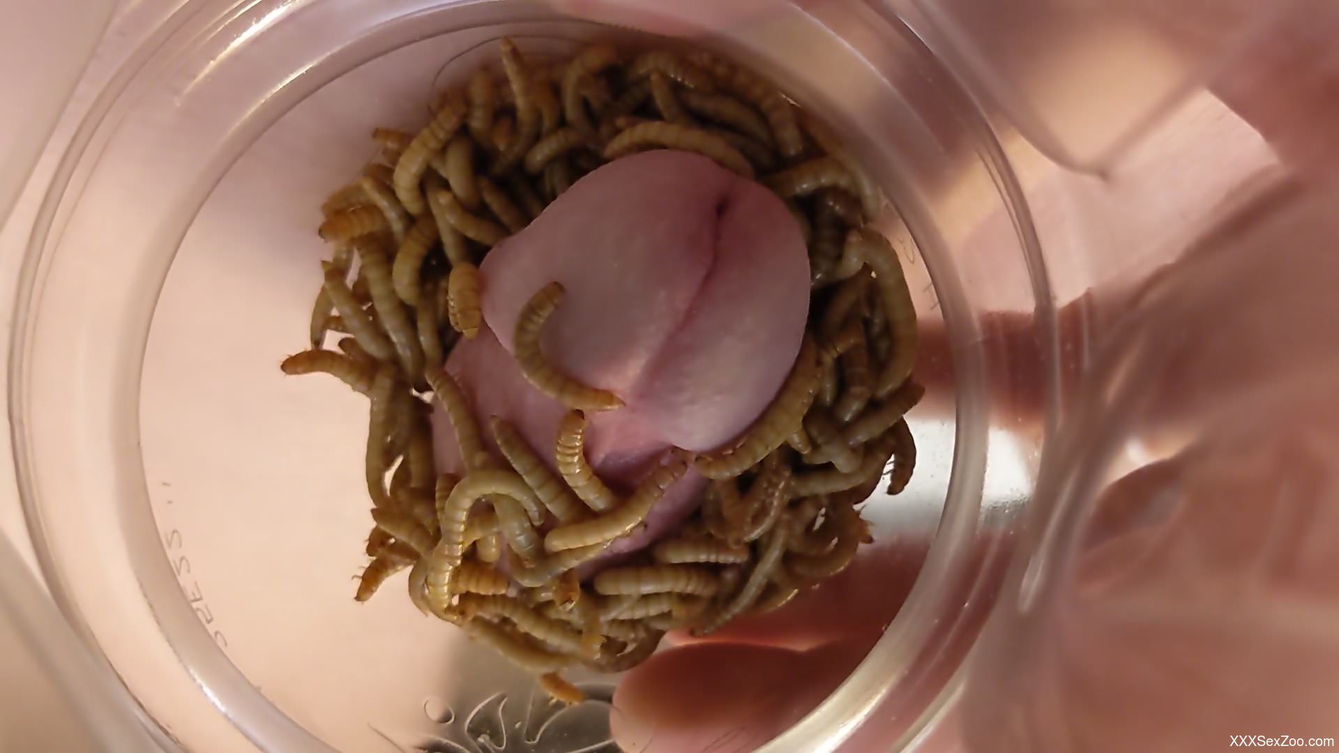 Solo masturbation zoo cam scenes show man with worms on his dick