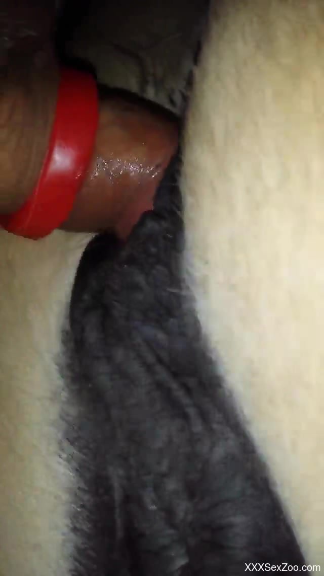 Wet mare cunt getting banged hard from behind