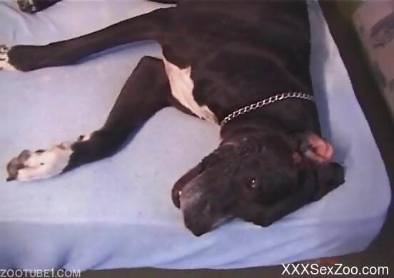 Sexy women share the restless compilation of dog porno